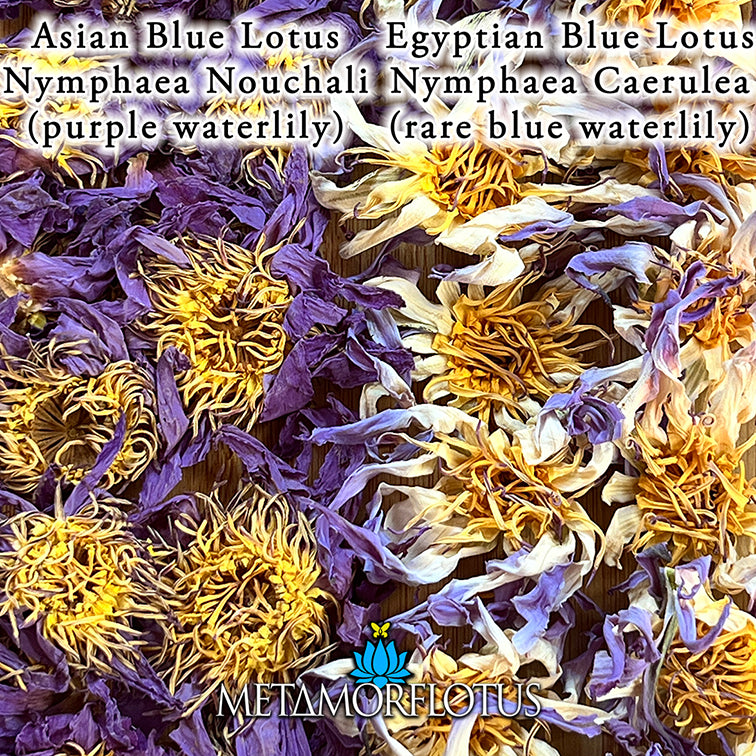 Egyptian True Blue Lotus Flower Tea